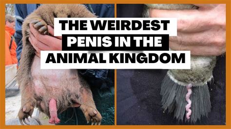 Nine of the Weirdest Penises in the Animal Kingdom